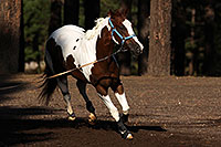 /images/133/2011-09-16-flagstaff-horses-94561.jpg - #09502: Horses in Flagstaff … September 2011 -- Fort Tuthill County Park, Flagstaff, Arizona