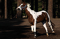 /images/133/2011-09-16-flagstaff-horses-94653.jpg - #09503: Horses in Flagstaff … September 2011 -- Fort Tuthill County Park, Flagstaff, Arizona