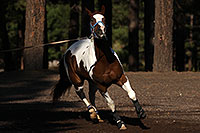 /images/133/2011-09-16-flagstaff-horses-94664.jpg - #09504: Horses in Flagstaff … September 2011 -- Fort Tuthill County Park, Flagstaff, Arizona
