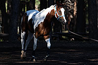 /images/133/2011-09-16-flagstaff-horses-94745.jpg - #09505: Horses in Flagstaff … September 2011 -- Fort Tuthill County Park, Flagstaff, Arizona
