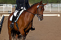 /images/133/2011-09-17-flagstaff-dressage-96975.jpg - #09514: Blue eyed horse at English dressage in Flagstaff … September 2011 -- Fort Tuthill County Park, Flagstaff, Arizona