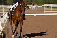 /images/133/2011-09-17-flagstaff-dressage-96992.jpg - #09515: Blue eyed horse at English dressage in Flagstaff … September 2011 -- Fort Tuthill County Park, Flagstaff, Arizona
