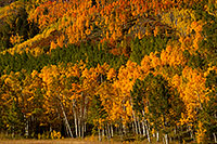 /images/133/2011-09-30-maroon-tree-colors-102565.jpg - #09566: Yellow, orange and green Fall Colors in Maroon Bells, Colorado … September 2011 -- Maroon Bells, Colorado