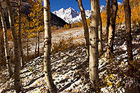 /images/133/2011-10-07-maroon-snowy-trees-105310.jpg - #09678: Fall Colors in Maroon Bells, Colorado … October 2011 -- Maroon Bells, Colorado