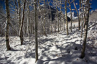 /images/133/2011-10-27-maroon-snowy-trees-109441.jpg - #09663: Snowy Trees in Maroon Bells, Colorado … October 2011 -- Maroon Bells, Colorado