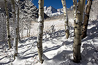 /images/133/2011-10-27-maroon-snowy-trees-109592.jpg - #09666: Snowy Trees in Maroon Bells, Colorado … October 2011 -- Maroon Bells, Colorado
