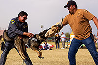 /images/133/2012-01-21-havasu-police-dogs-144023.jpg - #10030: Thor the Police Dog [Dutch Shepherd] in Lake Havasu City, Arizona … January 2012 -- Lake Havasu City, Arizona