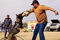 /images/133/2012-01-21-havasu-police-dogs-144033.jpg - #10026: Thor the Police Dog [Dutch Shepherd] in Lake Havasu City, Arizona … January 2012 -- Lake Havasu City, Arizona