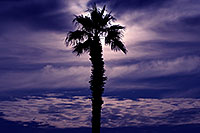 /images/133/2012-01-22-havasu-palm-tree-144162.jpg - #10039: Palm Tree in Lake Havasu City, Arizona … January 2012 -- Lake Havasu City, Arizona