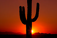 /images/133/2012-03-03-superstitions-sunset-146568.jpg - #10051: Saguaro cactus at sunset in Superstitions … March 2012 -- Lost Dutchman State Park, Superstitions, Arizona