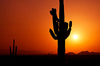 /images/133/2012-03-07-supersti-sunset-cact-147170.jpg - #10070: Sunset and Saguaro cactus in Superstitions … March 2012 -- Lost Dutchman State Park, Superstitions, Arizona