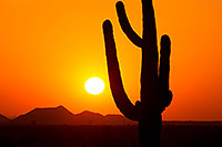 /images/133/2012-03-08-supersti-sunset-cact-147334.jpg - #10071: Sunset and Saguaro cactus in Superstitions … March 2012 -- Lost Dutchman State Park, Superstitions, Arizona