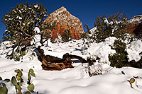 /images/133/2012-03-20-sedona-snow-cactus-149905.jpg - #10087: Snow in Sedona … March 2012 -- Thunder Mountain, Sedona, Arizona