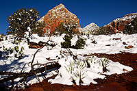 /images/133/2012-03-20-sedona-snow-cactus-149917.jpg - #10088: Snow in Sedona … March 2012 -- Thunder Mountain, Sedona, Arizona