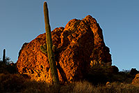 /images/133/2012-03-27-supers-cactus-151258.jpg - #10101: Saguaro Cactus in Superstitions … March 2012 -- Superstitions, Arizona