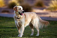 /images/133/2012-04-10-chandler-park-bella-153700.jpg - #10113: Bella and Lucy in Chandler … April 2012 -- Chandler, Arizona