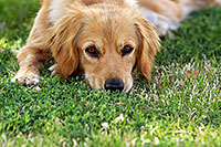 /images/133/2012-04-10-chandler-park-lucy-153364.jpg - Lucy (Golden/Dachshund)
