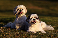 /images/133/2012-09-23-fhills-bnb-1d4_2951.jpg - #10221: Barney and Bentley (Shih Tzus) in Fountain Hills … September 2012 -- Fountain Hills, Arizona