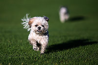 /images/133/2012-10-13-fhills-bnb-1dx_2004.jpg - #10267: Barney and Bentley (Shih Tzus) in Fountain Hills … September 2012 -- Fountain Hills, Arizona