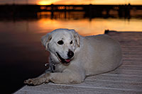/images/133/2012-12-06-tempe-sunset-casper-6632.jpg - #10458: Casper at Tempe Town Lake … December 2012 -- Tempe Town Lake, Tempe, Arizona