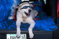 /images/133/2012-12-07-tempe-casper-6925.jpg - #10470: Casper at Tempe Town Lake … December 2012 -- Tempe Town Lake, Tempe, Arizona
