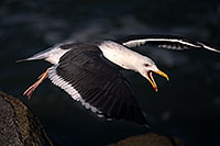 /images/133/2012-12-28-ca-carlsbad-seagulls-11860.jpg - Birds > Seagulls