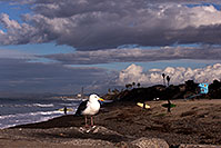 /images/133/2012-12-29-ca-carlsbad-seagulls-12923.jpg - #10560: Coast by Carlsbad, California … December 2012 -- Carlsbad, California