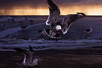 /images/133/2012-12-30-ca-aliso-seagulls-14549.jpg - #10580: Seagulls at Aliso Creek Beach, California … December 2012 -- Aliso Creek Beach, California