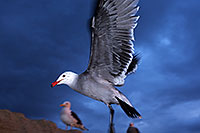 /images/133/2012-12-30-ca-aliso-seagulls-14646.jpg - #10583: Seagulls at Aliso Creek Beach, California … December 2012 -- Aliso Creek Beach, California