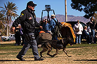 /images/133/2013-01-18-havasu-balloons-dogs-20326.jpg - #10715: K9 Police dog Thor at Lake Havasu Balloon Fest … January 2013 -- Lake Havasu City, Arizona