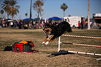 /images/133/2013-01-20-havasu-balloons-dogs-21670.jpg - #10747: Jumping dogs of Hot Dogs Club at Lake Havasu Balloon Fest … January 2013 -- Lake Havasu City, Arizona