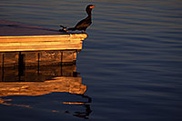 /images/133/2013-02-04-tempe-lake-cormorant-23296.jpg - #10786: Cormorant at Tempe Town Lake … February 2013 -- Tempe Town Lake, Tempe, Arizona