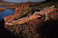 /images/133/2013-02-19-havasu-log-26410.jpg - #10799: Lake Havasu … February 2013 -- Lake Havasu, Arizona