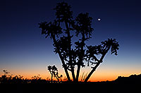 /images/133/2013-03-13-supers-cholla-silhoue-29733.jpg - #10884: Sunset in Superstitions … March 2013 -- Superstitions, Arizona