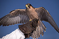 /images/133/2013-03-23-apj-ren-falcon-31235.jpg - #10897: Lanner Falcon at Renaissance Festival 2013 in Apache Junction … March 2013 -- Apache Junction, Arizona