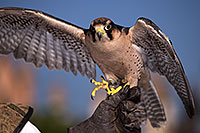 /images/133/2013-03-23-apj-ren-falcon-31247.jpg - #10900: Lanner Falcon at Renaissance Festival 2013 in Apache Junction … March 2013 -- Apache Junction, Arizona