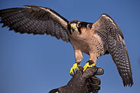 /images/133/2013-03-23-apj-ren-falcon-31257.jpg - #10902: Lanner Falcon at Renaissance Festival 2013 in Apache Junction … March 2013 -- Apache Junction, Arizona