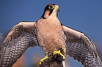 /images/133/2013-03-23-apj-ren-falcon-31260.jpg - #10903: Lanner Falcon at Renaissance Festival 2013 in Apache Junction … March 2013 -- Apache Junction, Arizona