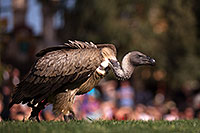 /images/133/2013-03-23-apj-ren-vulture-31066.jpg - #10928: Black Vulture at Renaissance Festival 2013 in Apache Junction … March 2013 -- Apache Junction, Arizona