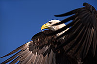 /images/133/2013-03-24-apj-ren-eagle-32487.jpg - Birds > Eagles