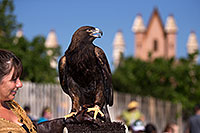 /images/133/2013-03-24-apj-ren-hawks-32309.jpg - #10953: Golden Eagle at Renaissance Festival 2013 in Apache Junction … March 2013 -- Apache Junction, Arizona