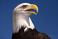 /images/133/2013-03-24-apj-ren-hawks-32365.jpg - Special > Birds of Prey