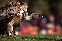 /images/133/2013-03-24-apj-ren-vulture-32443.jpg - #10999: Black Vulture at Renaissance Festival 2013 in Apache Junction … March 2013 -- Apache Junction, Arizona
