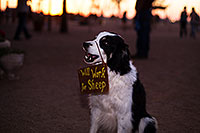 /images/133/2013-03-30-apj-ren-dog-34568.jpg - #11000: Renaissance Festival 2013 in Apache Junction … March 2013 -- Apache Junction, Arizona