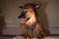 /images/133/2013-04-28-booda-shower-37323.jpg - #11070: Booda after a bath … April 2013 -- Mesa, Arizona