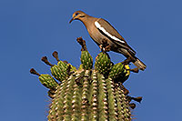/images/133/2013-05-26-supers-birds-1dx_2773.jpg - 11142: Male White-winged Dove on a Saguaro … May 2013 -- Apache Trail Road, Superstitions, Arizona