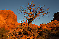 /images/133/2013-11-01-windows-tree-1dx_4143.jpg - #11226: Tree in Arches National Park … December 2013 -- Windows, Arches Park, Utah