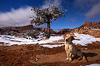 /images/133/2013-12-02-tsegi-annie-1dx_8621.jpg - 11375: Annie (Labrador Retriever) in Tsegi Canyon … December 2013 -- Tsegi Canyon, Utah