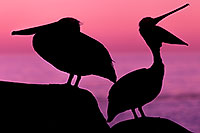 /images/133/2014-01-02-lajolla-pelicans-1x_07018.jpg - #11460: Pelican in La Jolla, California … January 2014 -- La Jolla, California