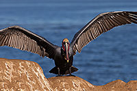 /images/133/2014-01-02-lajolla-pelicans-1x_07361.jpg - #11461: Pelican in La Jolla, California … January 2014 -- La Jolla, California